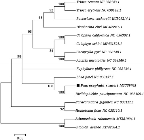 Figure 1. Phylogenetic tree showing the relationship between P. sauteri and 17 other Hemiptera insects based on maximum-likelihood method. Aphididae (Schoutedenia ralumensis) and Aphididae (Sitobion avenae) were used as outgroup. GenBank accession numbers of each sequence were listed in the tree with their corresponding species names.