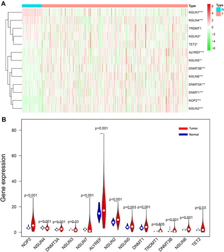 Figure 1 Differentially-expressed m5C RNA methylation regulators between ccRCC and normal tissues. The heatmap (A) and the violin plot (B) show the differing expressions of m5C RNA methylation regulators between ccRCC and normal control samples. *P < 0.05, **P < 0.01, ***P < 0.001.
