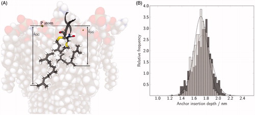 Figure 5. (A) The insertion depth of the GG chains within the bilayer was calculated as the z-distance between the neighbouring lipid P atoms and the most deeply inserted carbon atom of the GG chains. (B) The distribution of the anchor insertion depth in three averaged runs is shown for Rab(GDP) (black) and Rab(GTP) (gray).