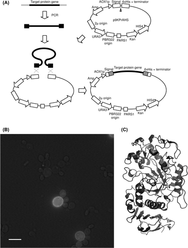Fig. 4. High-throughput construction of an expression system using P. pastoris.Notes: Structure of one of the developed plasmids and a diagram of expression plasmid construction by homologous recombination in P. pastoris are shown (A). A photograph of P. pastoris cells expressing a GFP-membrane protein fusion (S. cerevisiae HSP30) taken using a fluorescence microscope is shown (B). A low level of bright-field light was included to detect yeast cells. A scale bar in the photograph is 5 μm. Determined crystal structure of recombinant medaka α-amylase, an application of the P. pastoris expression system construction method, is shown (C).