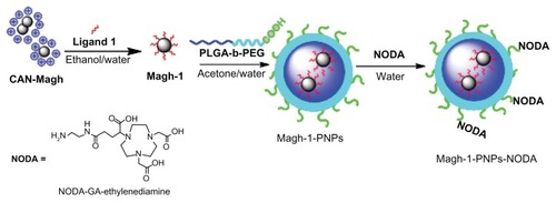 Figure 1 Schematic representation of the synthesis of Magh-1-PNPs-NODA.Abbreviations: CAN, ceric ammonium nitrate; PNPs, polyethyleneglycol-based nanoparticles; NODA, 2,2′-(7-(4-((2-aminoethyl)amino)-1-carboxy-4-oxobutyl)-1,4,7-triazonane-1,4-diyl)diacetic acid; PLGA-b-PEG, poly(D,L-lactide-co-glycolide)-block-poly(ethylene glycol).
