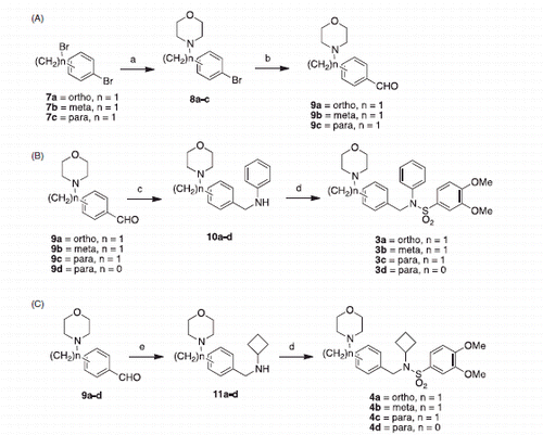 Scheme 1. Synthesis of Class A & B compounds. (A) Synthesis of precursors. (B) Synthesis of Class A. (C) Synthesis of Class B. Reagents and conditions: (a) morpholine, K2CO3, ACN, room temperature, overnight; (b) BuLi, DMF, THF, −78 °C, 1 h; (c) aniline, InCl3, NaBH4, ACN, 20 min; (d) 3,4-dimethoxybenzenesulfonyl chloride, K2CO3, DCM, overnight; (e) cyclobutylamine, NaBH4, MeOH, overnight.