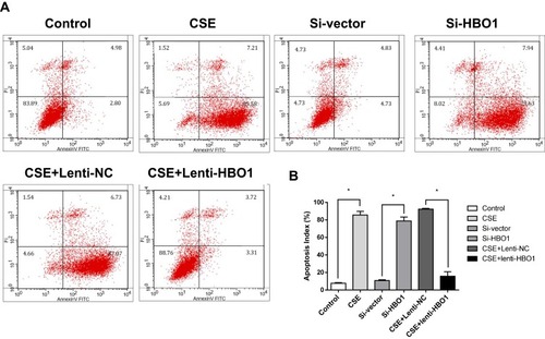 Figure 4 Apoptosis of HBECs exposed to CSE/siRNA/virus. (A) Apoptosis analysis using Annexin V-FITC/PI staining and FCM. Control: HBECs exposed to DMEM. CSE: HBECs exposed to CSE (5% CSE at 24 h). Si-vector: HBECs exposed to non-targeting negative control siRNA. Si-HBO1: HBECs exposed to siHBO1. Lenti-NC: HBECs exposed to negative control lentivirus and CSE (5% CSE at 24 h). Lenti-HBO1: HBECs exposed to HBO1 lentivirus and CSE (5% CSE at 24 h). (B) Apoptosis index of HBECs in the different groups. Results are expressed as mean±SD. *P<0.05.