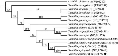 Figure 3. Maximum likelihood phylogenetic tree of C. atrothea and other 14 close plant species constructed using their complete chloroplast genome sequences. The bootstrap support value for each node is shown on the branch. The accession number of chloroplast genome of each plant species is shown in the brackets.