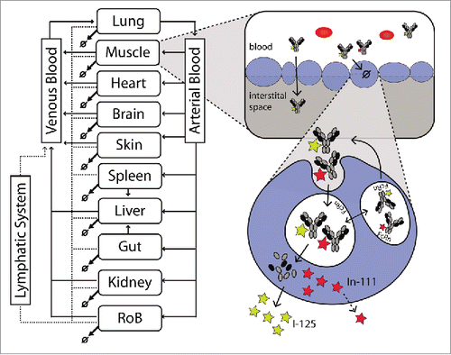 Figure 1. Schematic representation of the PBPK model. The whole body representation shows the included tissues. After injection, antibodies are distributed to the tissues by the blood flows (black arrows). Extravasation into the interstitial space occurs mainly by convection. Alternatively, the antibody can be taken up by the endosome following passive uptake. From the interstitial space, the antibody is then returned to the systemic circulation by the lymphatic system (dashed arrows). In the endosome, the antibody can bind to the FcRn receptor and be recycled to the plasma or, if it does not bind, it might undergo degradation in the lysosome. Upon degradation, the radioactive label might leave the cell fairly quickly in case of a non-residualizing (I-125 / yellow star) label or be trapped in the cell for a certain time in case of a residualizing label (e.g., In-111 / red star). This difference is a good indicator of the extent of degradation.