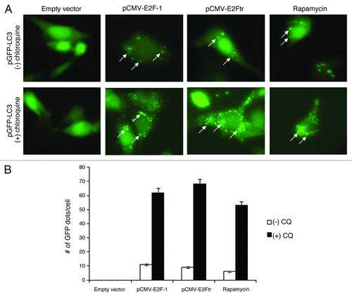 Figure 3. Autophagosome formation with GFP-LC3 incorporation is induced by E2Ftr. SK-MEL-2 cells were co-transfected with pEGFP-LC3 and empty plasmid, pCMV-E2F-1 or pCMV-E2Ftr. Incidence of punctate GFP-LC3 staining was analyzed under a fluorescence microscope. Rapamycin (200 nM) was used as the autophagy inducer. GFP diffuse expression was considered as GFP-LC3-I cytoplasmic localization. Incorporation of LC3 into the autophagosomes was depicted by GFP punctate pattern corresponding to GFP-LC3-II (arrows). chloroquine (10 µM) was used to analyze the autophagy flux. Images were obtained with Kodak MDS 290 software with the 40X objective. (B) Comparison of number of GFP dots per cell in absence or presence of chloroquine. A representative experiment is shown from three performed.