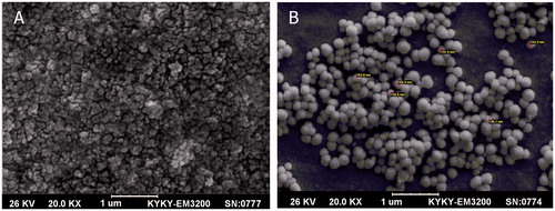 Figure 1. Scanning electron microscopy of (A) Fe3O4 magnetic nanoparticles, and (B) silibinin-loaded Fe3O4 magnetic nanoparticles modified with PLGA-PEG copolymers.