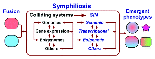 Figure 2. Fusion of different cells causes the collision of merged cellular systems, resulting in death or leading to symphiliosis, or reconciliation. Symphiliosis is manifested by interrelated instabilities summarily named symphilial instabilities (SIN) that are a result of integrating distinct sets of parental networks into one. Symphiliosis can produce emergent phenotypes, cause death, senescence, or continue permanently. “Other” systems can include mitochondria, which have their own genome, and interactions with other cells to give just two examples.
