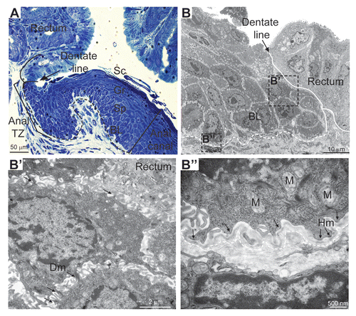 Figure 1 Characterization of the adult mouse anal canal and the anorectal junction. (A) Semi-thin section stained with toluidine blue of the anorectal transitional epithelium from 4–6 weeks old CD-1 mice. The dashed line indicates the basement membrane. Like the epidermis, the anal canal is composed of a basal layer and differentiating spinous, granular and stratum corneum layers (Fig. S1A). (B) Ultrastructural analysis of the anorectal transitional epithelium. The dentate line separates the anal transition zone from the rectal epithelium (Fig. S1D). The dotted line denotes the presence of the basement membrane. Boxed areas B′ and B″ are shown below at higher magnification. (B″) Intercellular junctions between basal anal keratinocytes are rich in desmosomes (Fig. S1B and C). The anorectal junction possesses fewer desmosomes. (B″) Basal anal keratinocytes display numerous hemidesmosomes that connect with the basement membrane. TZ, transition zone; BL, basal layer; Sp, spinous layer; Gr, granular layer; Sc, stratum corneum; Dm, Desmosome; M, Mitochondria; Hm, Hemidesmosome.