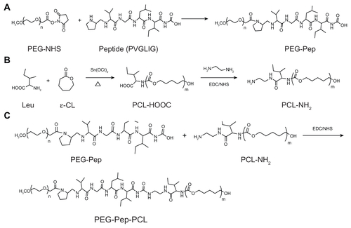 Figure S1 Synthesis scheme of PEG-Pep-PCL copolymers.Abbreviations: PCL, poly(ɛ-caprolactone); PEG, poly(ethylene glycol); Pep, peptide.