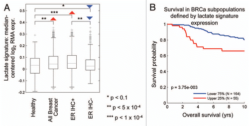 Figure 5 The lactate-induced gene signature is associated with ER(+) breast cancer and predicts poor clinical outcome. (A) Boxplots illustrate differential regulation of the lactate signature expression in breast cancer versus healthy breast tissue. Arrows indicate the directionality of differential regulation within each population. (B) Survival curves within low and high lactate signature-expressing populations are shown for overall survival in ER-positive breast cancer. This signature contains ∼4,131 genes (See Sup. Table 1).
