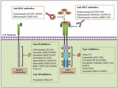 Figure 4. HGF/MET-targeted therapies for management of cancer. Several strategies to hamper the activity of the HGF/MET pathway are available to patients or are currently under clinical investigation. These include small molecule tyrosine kinase inhibitors (TKIs) and monoclonal antibodies (mAb) against MET or HGF. Small molecule inhibitors can be mainly divided into three classes, labeled as types I, II, and III. Both type I and II inhibitors bind to the ATP binding site. Type I inhibitors more efficiently bind to the active protein kinase conformation (Asp-Phe-Gly (DFG)-in), while Type II inhibitors generally bind to a DFG out inactive conformation. Type I inhibitors may also bind to the inactive conformation. Type III inhibitors are non-ATP competitive and bind to a site distinct from the ATP binding pocket. Antibodies could be directed against the MET receptor itself or its ligand HGF.