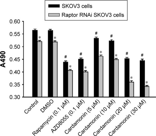Figure 9 Inhibitory effect of cardamonin on the proliferation of SKOV3 cell-transfected Raptor-siRNA.
