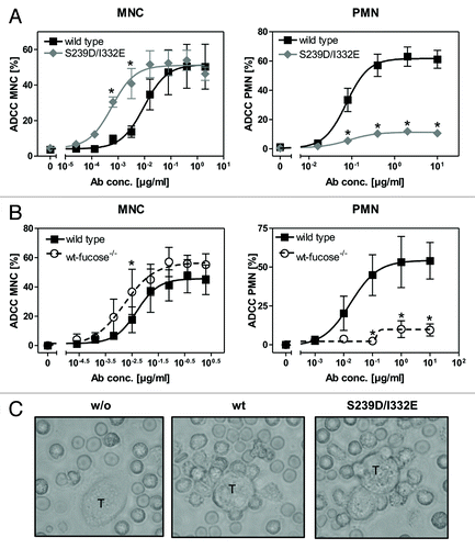 Figure 1. Glyco- or protein-engineered Fc variants optimized for FcγRIII binding mediated enhanced ADCC by MNC, but did not trigger PMN-mediated cytotoxicity. (A, B) ADCC against EGFR-expressing A431 cells was investigated in 3h 51chromium release assays in the presence of increasing concentrations of (A) protein-engineered or (B) glyco-engineered antibodies. ADCC by MNC was enhanced by protein- or glyco-engineered variants compared with wild type antibody (left panel). PMN triggered significant ADCC with wild type antibody, but were completely ineffective with both types of variants (right panel). Data are presented as mean ± SEM of at least three independent experiments with different donors. * P ≤ 0.05 for wild type vs. engineered antibodies. (C) FcγRIII-engineered antibody mediated tumor cell adhesion by PMN. A431 cell were co-incubated with GM-CSF stimulated PMN from healthy donors at an E:T ratio of 80:1 in the presence or absence of EGFR-targeted antibodies. After 3 h, microscopy was performed at 40x magnification (t = tumor target cells).