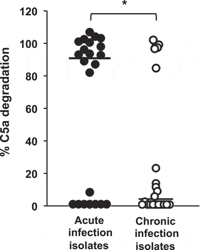 Figure 2. Analysis of C5a cleavage by P. aeruginosa strains isolated from acute and chronic airway infections. Distribution of the C5a-cleaving phenotype among P. aeruginosa strains isolated from acute or chronic airway infections. Recombinant human C5a (20 ng) was incubated with the cell-free supernatants from growth cultures of 44 clinical isolates (22 from acute airway infections and 22 from chronic airway infections). C5a was detected by Western blot using a specific monoclonal antibody. Quantification of the C5a band was carried out by densitometric analysis. Percentage of C5a degradation was calculated with respect to the densitometric value of the untreated C5a. Results are the mean values obtained from three independent experiments for each strain. The median values are plotted with a black bar. *P= 0.02 for the comparison between both groups of isolates (2-tailed t test).