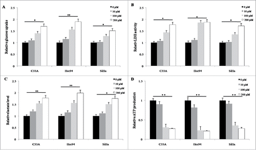 Figure 5. Buformin decreased ATP level through promoting LDH activity and upregulating lactate production in cervical cancer cells. (A) the 24-hour treatment with buformin significantly enhanced the glucose uptake of all the three cervical cancer cells in a dose-dependent manner (P = 0.026, 0.005 and 0.037, respectively). (B and C) buformin increased LDH activity (P = 0.021, 0.017 and 0.042, respectively) and lactate production (P = 0.005, 0.009 and 0.028, respectively) in these cervical cancer cell lines; (D) the ATP production was sharply declined by the treatment of buformin in cervical cancer cells (P = 0.001, 0.001 and 0.003, respectively). *: p < 0.05; **: p < 0.01.