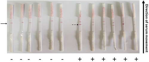 Figure 5. Assessment of the constructed lateral flow (LF) strips of type 2 using SARS-CoV-2 negative (-) and positive (+) IgG sera. Serum samples were loaded on sample pad of LF-type 2 strips and left to migrate. The colored bands were clearly observed after 10 min. Solid arrow describes the positive control red line and the dashed arrow shows the positive IgG red line of positive sera. Negative sera lack the IgG red line.