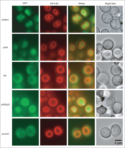 Figure 5. The aggregation and subcellular localization of propeptide-fused exogenous protein assemblies in yeast ape1Δ cells monitored by fluorescence microscopy. Propeptide fusion proteins are designated by the prefix “pr.” LonC denotes MtaLonC.