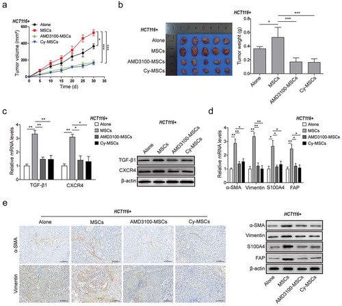 Figure 5. MSCs accelerated CRC xenograft tumor growth and CAFs differentiation in vivo via CXCR4/TGF-β1 axis.(a) Tumor volume growth delay curves in athymic nude mice (n = 20, five in each group) measured every five days for HCT116 cell xenografts treated with or without MSCs in the presence of DMSO, AMD3100 or Cy administration for 30 days. (b) Observation of the xenograft tumors from nude mice of each group (n = 5) after 30 days growth and drug treatment. The weights of these xenograft tumors were presented in the histogram. (c) qPCR and western blot analysis for expression of TGF-β1 and CXCR4 in the xenograft tumor tissues from the HCT116 cell xenografts mice treated with or without MSCs in the presence of DMSO, AMD3100 or Cy administration for 30 days. (d) qPCR and western blot analysis for expression of CAFs markers α-SMA, Vimentin, S100A4 and FAP, and (e) Immunohistochemistry analysis for the levels of α-SMA and Vimentin in the xenograft tumor tissues after MSCs treatment with or without AMD3100/Cy treatment. * p < .05, ** p < .01, *** p < .001