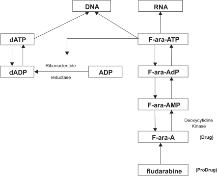 Figure 1 Metabolism and mechanisms of actions of fludarabine.