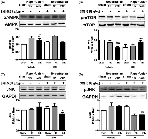 Figure 6. Effects of Shengmai injection (SMI) on the expression and phosphorylation of AMPK, mTOR and JNK in C57 mice subjected to tMCAO/R. The mice were subjected to 1h of ischemia and 24 h of reperfusion (tMCAO/R). SMI (5.68g/kg, ip) was administered after the 1 h of ischemia. Representative Western blot analyses showing phosphorylated and total levels of AMPK, mTOR, JNK. GAPDH is shown to verify protein loading. The data are the mean ± SD, n = 3. #p < 0.05, ##p < 0.01 versus sham-operated mice, *p < 0.05, **p < 0.01 versus tMCAO/R mice.