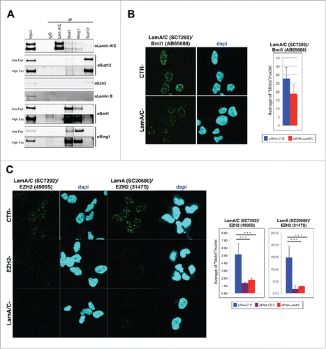 Figure 1. Polycomb proteins and Lamin A/C interact endogenously. (A) Western blot analysis of co-IP performed in 293. Nuclear extracts immunoprecipitated with Suz12, Bmi1, Ring1b or Lamin A/C antibodies together with inputs were immunoblotted and hybridized with indicated antibodies. An unrelated antibody (murine IgG) was used as negative control. Two panels with low and high exposures of Suz12, Ring1b and Bmi1 were shown. (B and C) Representative fields of confocal microscopy images of PLA experiments performed on 293 cells transfected with indicated siRNAs. Each fluorescent dot, ‘blob’, represents the co-localization of Lamin A/C and Bmi1 (B) or Ezh2 (C). Data are reported for 3 different combinations of antibodies. Quantification of the blobs is represented in the graphs beside. The average of blobs/nuclei in the diagram corresponds to the quantification of 2 independent experiments, n > 244, 91 and 267, respectively (from left to right). Two-tailed t-test was applied for statistical analysis. Standard error of the mean is indicated. Asterisks indicate statistically relevant differences: (α = 0.05). * p < 0.05, *** p < 0.001.