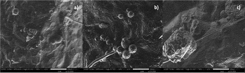 Figure 2. Scanning electron micrographs of strawberries coated for 60 seconds under different CWP concentrations: 0.3% (a), 0.4% (b), and 0.5% (c). Magnification: 250x; Calibration bar: 100 μm.