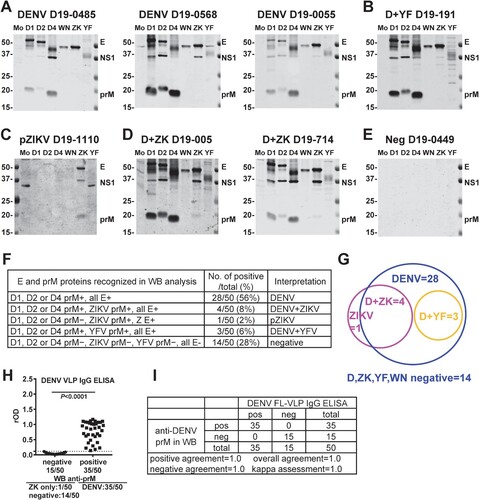 Figure 2. Antibody response to six flavivirus antigens in samples from a fever surveillance programme in the Philippines. (A-E) Results of participants with previous DENV infection (A), previous DENV and YFV infections/vaccination (D + YF) (B), pZIKV infection (C), previous DENV and ZIKV infections (D + ZK) (D), and seronegative to DENV, ZIKV, YFV and WNV (Neg) (E). The positions of E, NS1 and prM protein bands are indicated. The size of molecular weight markers is shown in kDa. Mo: mock, D1: DENV1, D2: DENV2, D4: DENV4, WN: WNV, ZK: ZIKV, and YF: YF-17D. (F,G) The pattern of E and prM proteins recognized and the number/percentage of positive and total samples based on Western blot analysis (F) and a graphic summary (G). (H,I) Results of DENV FL-VLP IgG ELISA (H) and comparison with that of anti-DENV prM reactivity in Western blot analysis (I). rOD: the relative OD. The two-tailed Mann-Whitney test was performed in panel H.