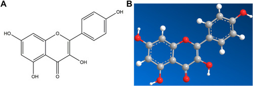 Figure 10 The molecular structure of kaempferol was shown as 2D diagrams (A) and 3D diagrams (B).