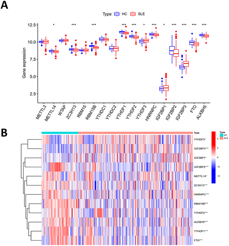 Figure 3 The m6A regulatory genes in samples from SLE and HC. (A) The boxplot illustrating differential expression of 17 m6A regulatory genes between SLE patients and HC. (B) Heat map displaying differential expression analysis of the combined dataset following the removal of batch effects. (*p < 0.05, ***p < 0.001).