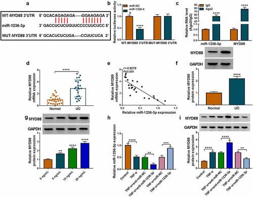 Figure 4. MiR-1236-3p directly interacted with MYD88. (a) The binding sites between miR-1236-3p and MYD88 3ʹUTR were shown. RNA interaction was evaluated by dual-luciferase reporter assay (b) and RIP assay (c). (d) The MYD88 mRNA expression was examined by qRT-PCR in the colonic mucosal tissues of UC patients and healthy normal controls. (e) Linear correlation was analyzed by Pearson correlation analysis. (f) The MYD88 protein expression in the colonic mucosal tissues of UC patients and healthy normal controls was detected by WB analysis. (g) The MYD88 protein expression in FHC cells treated with different concentrations of TNF-α was tested by WB analysis. (h) The miR-1236-3p expression was examined by qRT-PCR in TNF-α-treated FHC cells transfected with anti-miR-1236-3p or miR-1236-3p mimic. (i) The MYD88 protein expression was detected by WB analysis in TNF-α-treated FHC cells transfected with anti-miR-1236-3p or miR-1236-3p mimic. **P < 0.01, ***P < 0.001, ****P < 0.0001.