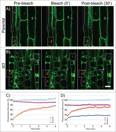 Figure 1. itt3 vacuoles are independent organelles. (A–B) Root epidermal cells from GFP-TIP2;1 (parental control, A) or itt3 (B) were used for FRAP using a Zeiss710 confocal microscope and images were captured every 10 s. Images before (pre-bleach), immediately after (bleach 0’) and 6 min after (post-bleach 30’) bleaching are shown for one experiment. Bleached areas are shown with white (dashed) rectangles. ROIs that were used to measure fluorescence recovery are shown with colored rectangles. ROI fluorescence was quantified for complete vacuoles included in the bleach area (1, dark blue), vacuoles partially included in the bleach area (2, orange), non-bleached controls (3, light blue), and an area adjacent to the bleach area in partially bleached vacuoles (4, magenta). To measure the fluorescence recovery of vacuoles that were completely bleached, only the membrane adjacent to the cell wall was selected for quantification (1, dark blue). Bleaching was accomplished with an argon laser in the Zeiss LSM 710 microscope with excitation wavelength of 488 nm. The laser was used at 100% power and the pixel dwell time was 100.85 μsec. Scale bar: 20 μm. (C–D) Quantification of fluorescence recovery over time for GFP-TIP2;1 (parental control, C) or itt3 (D). Using 36 sets of FRAP experiments for each genotype as shown in A–C, the percent fluorescence recovery was calculated for each region of interest. The numbers and colors in the graphs correspond to those in A–B. N: 7 seedlings. Error bars indicate standard error.