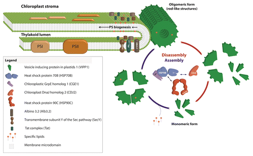 Figure 3. Model for the role of VIPP1 as structural but dynamic component of chloroplast thylakoid centers.