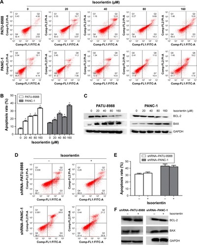 Figure 3 Pancreatic cancer cells are susceptible to isoorientin-induced apoptosis.