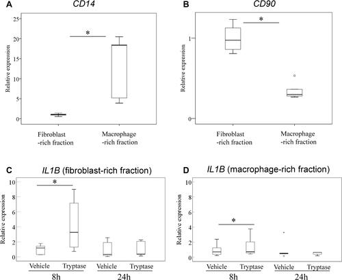 Figure 3 Effect of β-tryptase on IL1B expression in synovial fibroblasts and macrophages. Expression of CD14 (A) and CD90 (B) in CD14-negative (fibroblast-rich) and CD14-positive (macrophage-rich) fractions. *P<0.05 compared to the macrophage-rich fraction. Effect of β-tryptase on IL1B expression in CD14-negative (fibroblast-rich) (C) and CD14-positive (macrophage-rich) (D) fractions. *P<0.05 compared to the vehicle-treated cells.