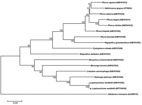 Figure 1. A phylogenetic tree of 14 species of the family Phocidae. Thirteen PCGs in the mitochondrial genome were aligned and used to generate the maximum likelihood phylogenetic tree. The numbers in the nodes indicate bootstrap support values (>50%) from 1,000 replicates.