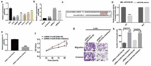 Figure 4. Downregulation of miR-516b rescues cell proliferation and metastasis of CRC cells induced by depletion of circRNA_100876. (a) MiR-516b expression in CRC and the human normal intestinal cell line, FHC. (b) MiR-516b expression in circRNA_100876-knockdown LoVo cells. (c) The predicted binding region of circRNA_100876 in miR-516b. (d) Relative luciferase activity in 293 T cells after co-transfection with pmirGLO-circRNA_100876-WT or pmirGLO-circRNA_100876-MUT, along with miR-516b specific mimics or NC. (e) Expression of miR-516b in circ_100786-downregulated LoVo cells (siRNA-1), and downregulation of miR-516b in siRNA-1 LoVo cells, following the transfection with miR-516b inhibitors or NC. (f) Growth of siRNA-1 LoVo cells with or without depletion of miR-516b, detected using a CCK-8 assay. (g,h) Migration and invasion of siRNA-1 LoVo cells, with or without depletion of miR-516b (g), and the graphical representation of the data (h). All experiments were repeated at least three times. Scar bar, 50 μm. *** P < .001.