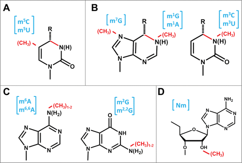 Figure 1. Common methylated nucleotides in tRNA. Sites of methylation are indicated by the red methyl group; abbreviations for the resulting methylated species are shown in brackets in blue. (A) Methylation at C5 of pyrimidines. The bond shaded in red represents a single or double bond in U or C, respectively, and the resulting presence or absence of a proton at N3 is indicated by parentheses. The group at the 4 position (carbonyl in U and amino in C) is indicated by R. (B) Methylation at endocyclic nitrogens of purines and pyrimidines. The red colored bond on the nucleotide base represents a single or double bond, in G/U or A/C, respectively, and the resulting presence or absence of a proton at N3 or N1 is indicated by parentheses. The methylated nucleotides m7G, m1A and m3C are likely to exist as the positively charged species at physiological pH, which has also been experimentally verified for m7G and m1A in the context of an intact tRNA.Citation135 The group at the 6 position of purines (carbonyl in G and amino in A) or the 4 position of pyrimidines (as above) is indicated by R. (C) Methylation at exocyclic nitrogens of purines. Either mono- or di-methylation is observed for both purine nucleotides, as indicated, and the subsequent replacement of one or more protons on the exocyclic amino groups caused by addition of the methyl groups is indicated by parentheses. (D) Methylation at the 2′-oxygen of ribose. A 2′-O-methylated adenosine is shown (Am); each of the other 4 bases, as well as other modified nucleotides can also carry the 2′-O methylation.