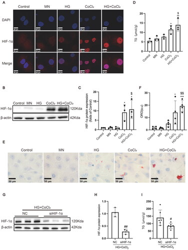 Figure 3. HIF-1α activation increased lipid accumulation and profibrogenic factor expression in HK-2 cells. (A) The protein expression of HIF-1α was detected by immunofluorescence staining (×800) and (B-C) Western blotting. (D) Lipid accumulation in HK-2 cells was measured by the TG quantification assay. (E) Oil red O staining (×400) was conducted to observe neutral lipid accumulation in HK-2 cells. (F) Quantification of cellular lipids stained by oil red O using software image J. (G-H) The protein expression of HIF-1α was detected by Western blotting. (I) TG quantification assay. Densitometry analysis of each protein band was performed using the software Image J, and normalized to β-actin. Data are presented as mean ± SD. *p < 0.05, **p < 0.01, ***p < 0.001 versus Control. $p < 0.05, $$p < 0.01 versus HG. #p < 0.05, ##p < 0.01 versus NC.