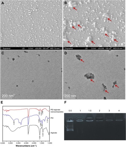 Figure 2 Physicochemical characterization of the PEI–al nanocomposites and PEI–al/pBMP-2 complexes. (A) SEM images of PEI–al nanocomposites. (B) SEM images of PEI–al/pBMP-2 complexes. Red arrows indicate PEI–al/pBMP-2 complexes. (C) TEM images of PEI–al nanocomposites. (D) TEM images of PEI–al/pBMP-2 complexes. Red arrows indicate PEI–al/pBMP-2 complexes. (E) FTIR spectra of PEI–al nanocomposites, PEI, and alginate. (F) Agarose gel electrophoresis retardation assay of PEI–al/pBMP-2 at various w/w ratios of 0.5:1, 1:1, 1.5:1, 2:1, 3:1, and 4:1.Abbreviations: FTIR, Fourier transform infrared; PEI–al/pBMP-2, polyethylenimine–alginate/plasmid of bone morphogenetic protein 2; SEM, scanning electron microscopy; TEM, transmission electron microscopy; w/w ratios, weight ratios; PEI–al, polyethylenimine–alginate; PEI, polyethylenimine.