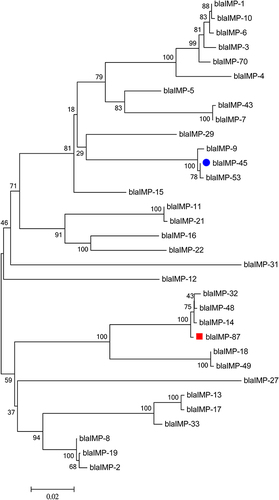 Figure 4 Phylogenetic tree of blaIMP-87 and blaIMP-45 with 31 sub-types of blaIMP; Phylogenetic tree was constructed based on neighbor-Joining by MEGA 6.0. blaIMP-45 is labeled with blue and blaIMP-87 with red.