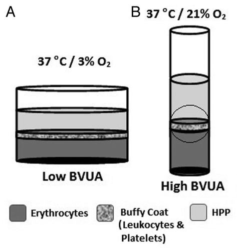 Figure 1. Schematic comparing the two approaches for culturing PBCs under hypoxic stress-stimulation, to obtain hypoxia preconditioned plasma (HPP). (A) Blood can be cultured at a low blood volume per unit area (BVUA; area refers to the well cross-sectional area), under global hypoxia, within an O2-controlled chamber. Here, the large surface area ensures the uniform exposure of PBCs to the chosen O2 tension. (B) Blood can be cultured within a normoxic chamber at a high BVUA, so that O2 consumption by PBCs gradually generates a pericellular hypoxic micro-environment (shown by the circle). Here, the profile of O2 tension adjacent to the buffy coat layer will be determined by the proportion of PBCs that remain viable and aerobically active. Typical values for a low and high BVUA are < 0,25ml/cm2 and > 1ml/cm2, respectively (based on preliminary data).