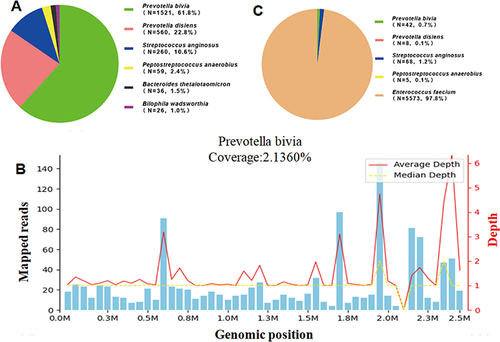 Figure 2 The anaerobic bacteria detected by mNGS. (A) The anaerobic bacteria found in the CSF during the initial mNGS analysis. P. bivia: 1521 reads; P. disiens: 560 reads; S. anginosus: 260 reads; P. anaerobius: 59 reads; B. thetaiotaomicron: 36reads; B. wadsworthia: 25reads; (B) The anaerobic bacteria identified in the CSF during the subsequent mNGS analysis. Enterococcus faecium: 5573reads; Streptococcus anginosus: 68reads; P. bivia: 42reads; P. disiens: 8 reads; P. anaerobius: 5 reads; (C) The mapped results and genomic position detected by mNGS.