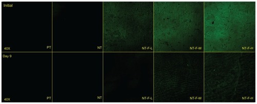 Figure 1 Immobilized FGF2 compared with FGF2-free samples initially and after 9 days.Abbreviations: FGF2, fibroblast growth factor 2; NT, nanotube; PT, polished titanium.