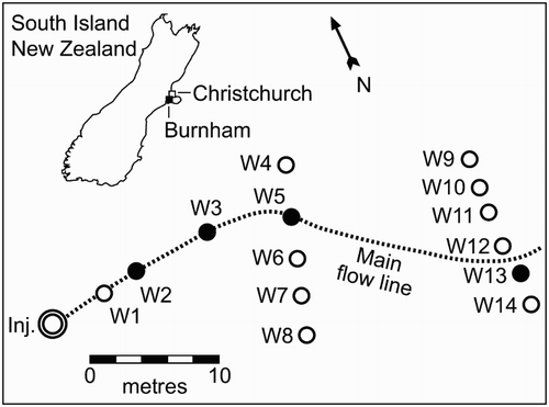 Figure 1 Location of the injection and sampling wells at the Burnham experimental site. Wells highlighted in black show sampling points for this experiment. The main flow line was inferred from earlier experiments (Pang et al. Citation1998; Dann et al. Citation2008).