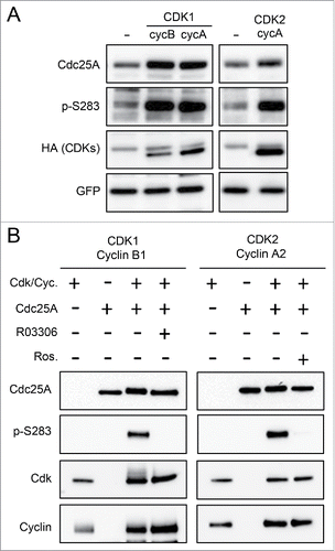 Figure 4. CDK-cyclin complexes are involved in the phosphorylation of serine 283 of Cdc25A. (A) H1299 cells were transfected with the Cdc25A bicistronic plasmid used in Fig. 3 B either alone (-) or in combination with different plasmids encoding CDK1, CDK2, cyclin A2 (CycA) and cyclin B1 (CycB). Twenty-four h after transfection total protein extracts were analyzed by protein gel blot. The anti-HA antibody allows the detection of the transfected CDKs which are N-terminally tagged with the HA epitope. (B) Bacterially expressed recombinant wild type Cdc25A was incubated for 1 h with either recombinant CDK1-Cyclin B1 complexes in the presence or absence of 10 μM RO3306 or with recombinant CDK2-Cyclin A2 complexes in the presence or absence of 50 μM roscovitine. The corresponding protein samples were immunoblotted with the indicated antibodies. Cdk: anti-CDK1 (left panel) or anti-CDK2 (right panel) antibodies. Cyclin: anti-Cyclin B1 (left panel) or anti-Cyclin A2 (right panel) antibodies.