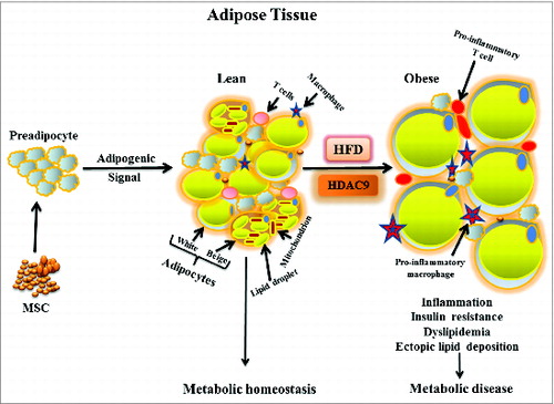 Figure 1. Schematic diagram showing adipose tissue dynamics in lean and obese states. Mesenchymal stem cells generate committed preadipocytes that differentiate into unilocular white and multilocular beige (with increased mitochondrial content) adipocytes in response to adipogenic signals to maintain metabolic homeostasis. Chronic high fat diet (HFD)-induced obesity impairs adipogenesis, promotes enlargement of individual adipocytes, decreases beige adipocyte abundance, and increases adipose tissue inflammatory cells, leading to insulin resistance and other consequences of metabolic disease. Decline in histone deacetylase 9 (HDAC9) level precedes activation of the differentiation program, while elevated HDAC9 levels in HFD fed condition impairs activation of this program, promoting adipocyte hypertrophy.