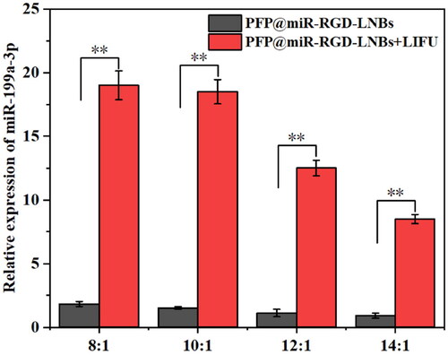 Figure 5. Relative expression levels of miR-199a-3p in HepG2 cells measured by qRT-PCR. The cells were treated with a series of gene-loaded LNBs, where LNBs-to-miRNA mass ratios were set at 8:1, 10:1, 12:1 and 16:1. Subsequently, the cells underwent LIFU treatment at 1.6 W/cm2 power levels, a 1 MHz frequency and a 50% duty cycle for 60 s.