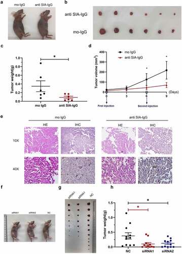 Figure 5. Anti-SIA-IgG treatment effectively suppressed breast cancer cell growth in vivo. (a–e), xenograft model in nude mice. Eight-week-old female nude mice were subcutaneously injected with 2 × 106 MDA-MB-231 cells, tumor nodules were harvested at Day 30 (Figure 3(a,b)), and tumor weights were measured (Figure 3c). During this period, peritumoral injection of monoclonal antibody RP215 and control antibody (mouse IgG) was performed separately at 5 µg per tumor twice. The length and width of tumors were measured every 3 days after the first subcutaneous injection, and tumor volume was calculated according to the formula 0.52 × length × width2 (Figure 3d). Tumor tissues from nude mice were then used for hematoxylin-eosin (HE) staining. In addition, we performed IHC staining to analyze SIA-IgG expression in tumor tissues from nude mice (Figure 3e). (f–h) three groups of 8-week-old female nude mice were subcutaneously injected with 2 × 106 MDA-MB-231 cells transfected with 2 siRNAs against IgG and control siRNA separately (group siRNA1, group siRNA2, group NC). The animals were sacrificed at Day 32, and the tumors were harvested (Figure 3(e,f)) and weighed (Figure 3g). Each Data are expressed as means ± SEM. * P < 0.05.