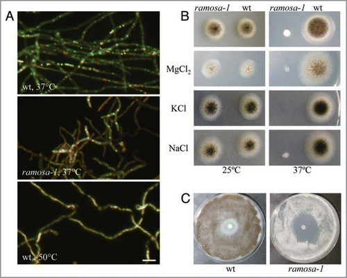 Figure 1 Phenotypic analyses of ramosa-1 and the wild type strain T312. (A) Spores of both strains were allowed to germinate for 17 h at 25°C, after which the temperature was set to 37°C for 4 h. Hyphae were stained with 2 µM FUN-1 and subjected to microscopy using FITC and dsRed filters. FUN-1 stains nucleic acids yielding to a diffuse green cytoplasmic fluorescence. Only metabolic active cells transport FUN-1 to the vacuole and convert it to red fluorescent CIVS.Citation9 A control staining is shown in the lower panel where the wt strain was heat-inactivated for 4 h at 50°C. Bar, 10 µm. (B) 104 spores of both strains were point-inoculated on minimal agar plates containing 500 mM of different salts. Control plates did not contain any additional supplements (upper). Plates were incubated at 25°C for 4 days or at 37°C for 3 days. (C) 5 × 105 spores of both strains were evenly spread on minimal agar plates. A Whatman paper disc was wetted with 5 µl of a 30% H2O2 solution and the plates were incubated at 37°C for 3 days.